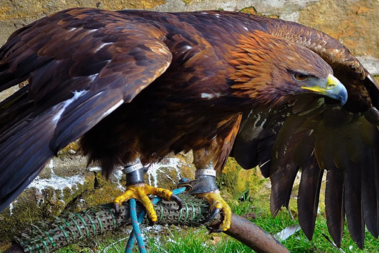 hancock bird meaning
